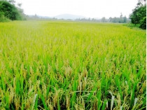 �Ӳ챨��?BBIN��ӯ��ҵ֮ʹ?